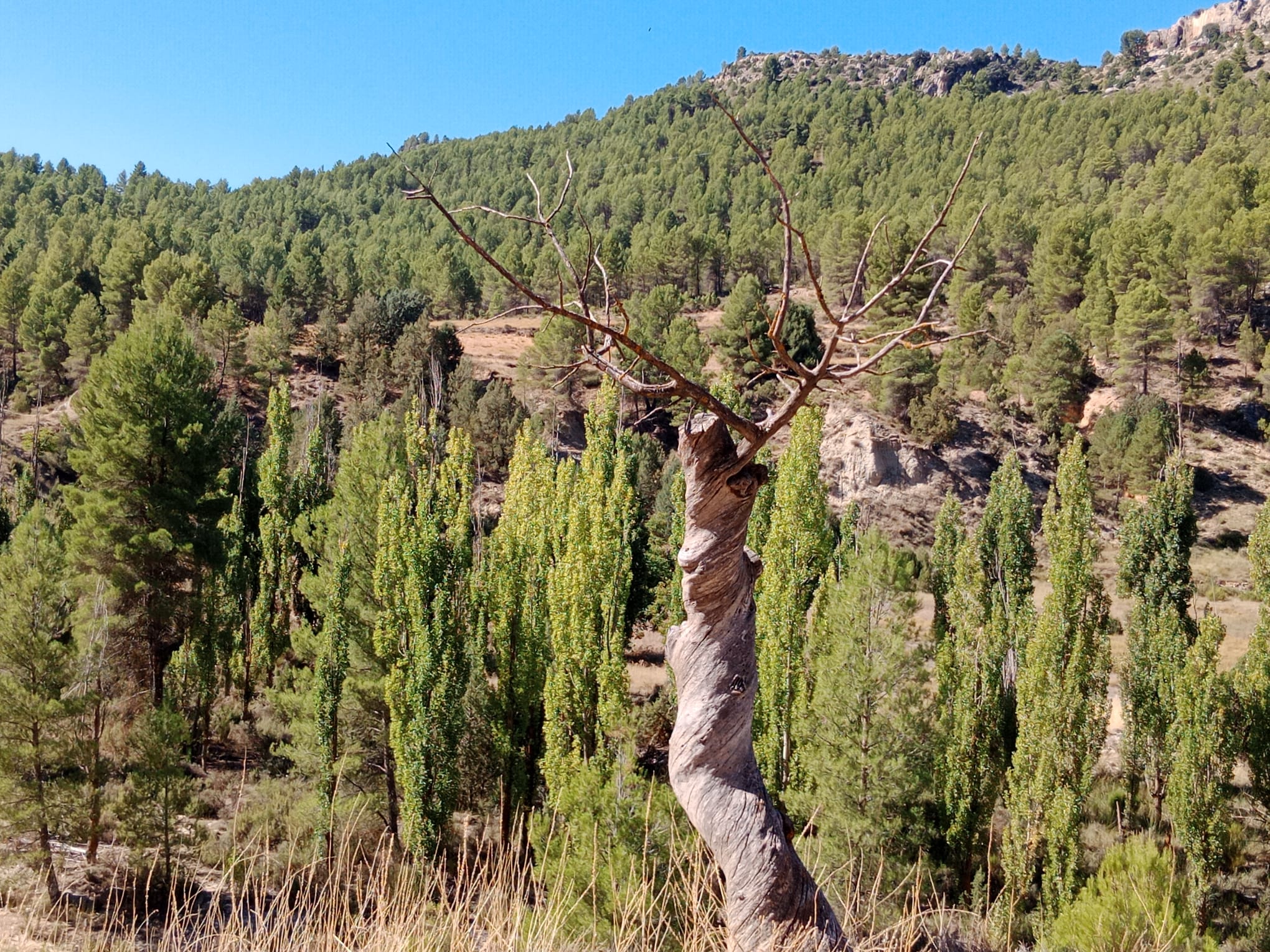 Almendro