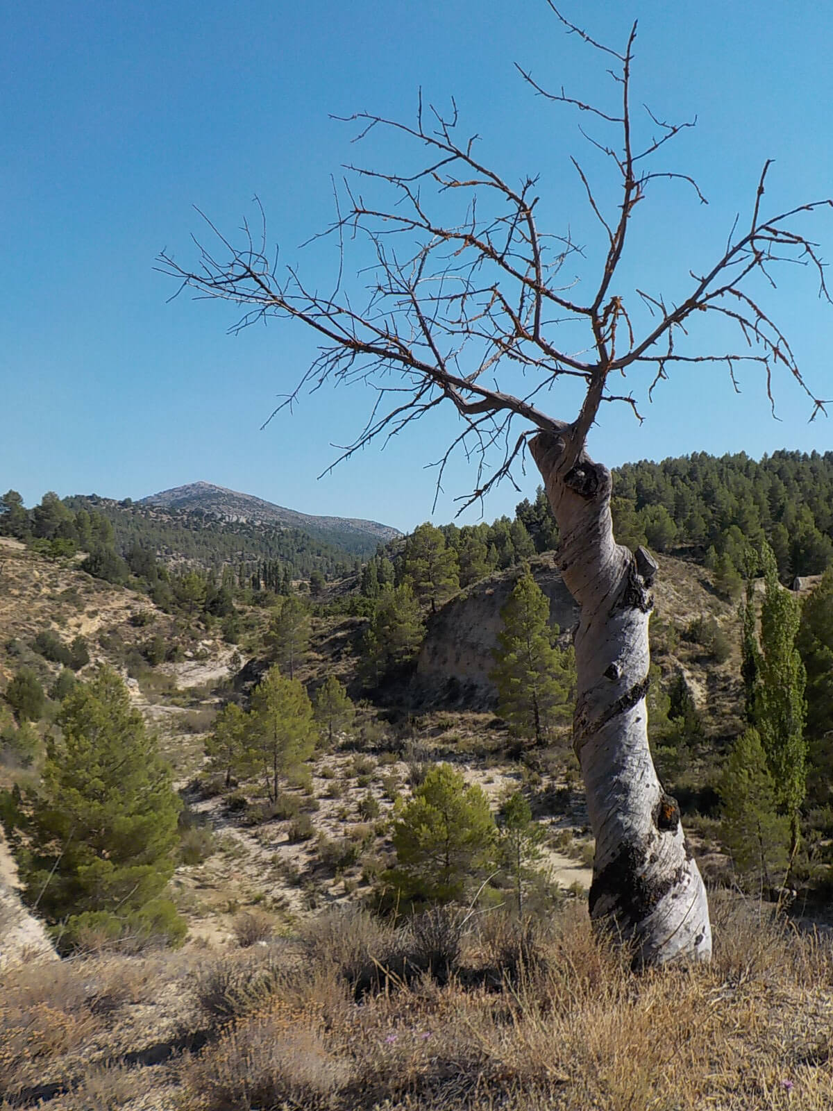 el-habitat-arbol-retorcido