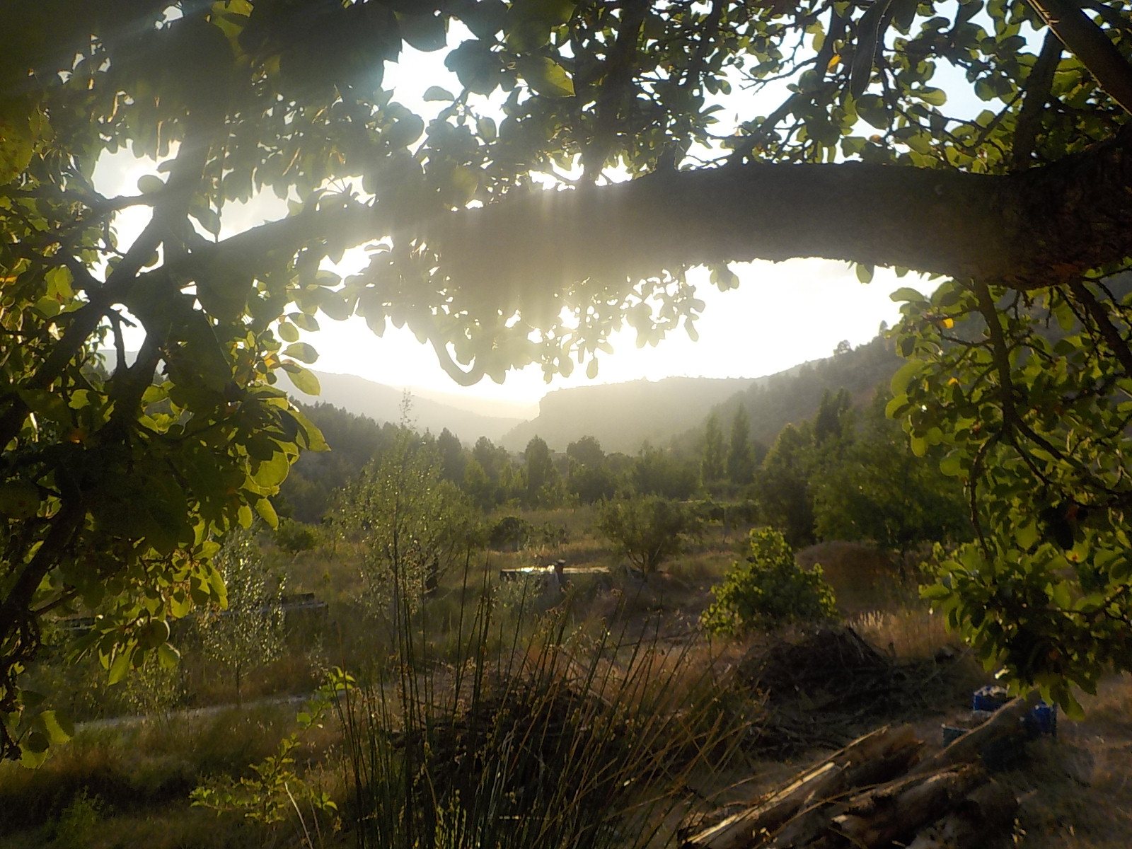 el-habitat-vistas-bajo-un-nogal