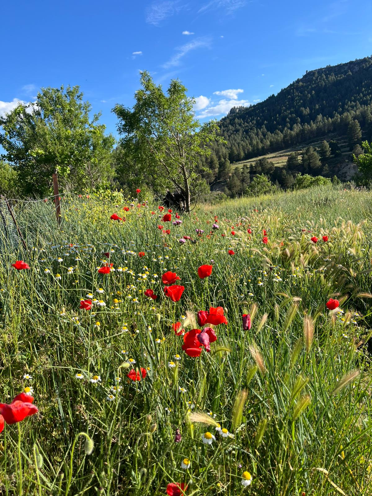Paisaje 3